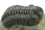 Detailed Reedops Trilobite - Atchana, Morocco #376976-1